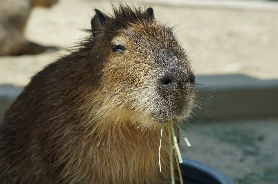 史上最強療癒系動物ー超萌的【水豚君】來囉！