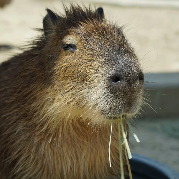 史上最強療癒系動物ー超萌的【水豚君】來囉！