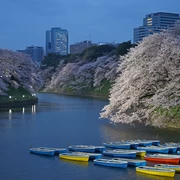 東京一番【人氣賞櫻景點】介紹