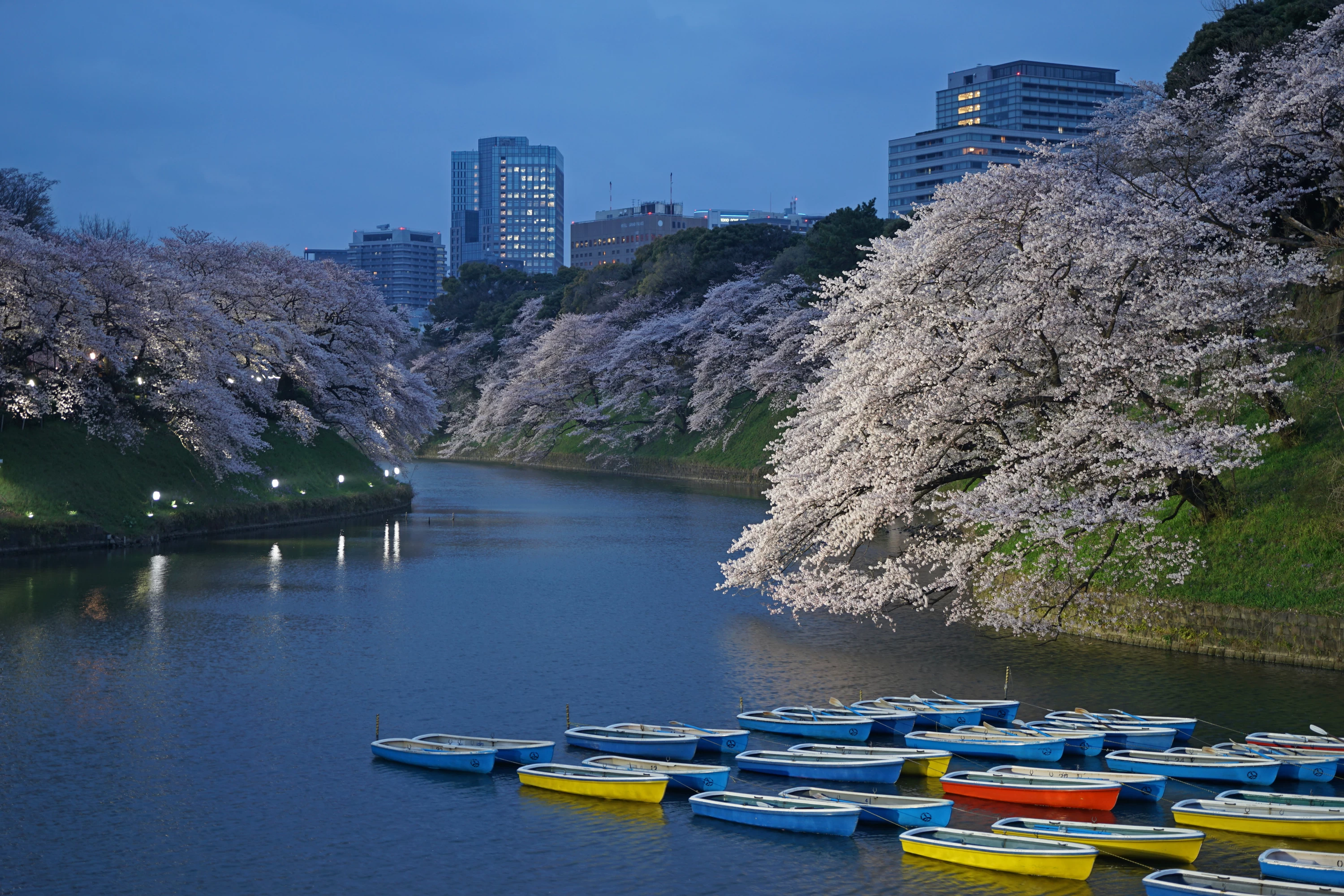 東京一番【人氣賞櫻景點】介紹