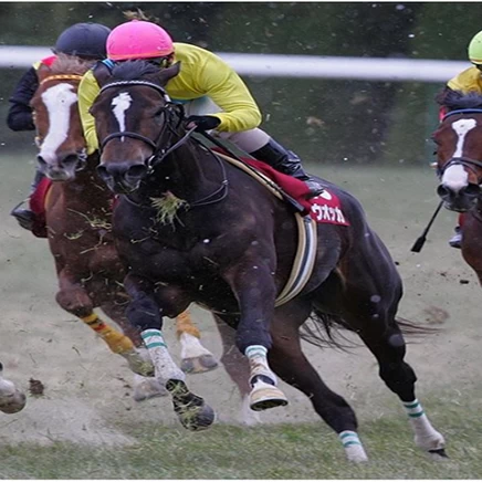 日本的賽馬宛如小型園遊會，跟著我一起體驗鮮為人知的日本競馬文化