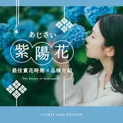 【2026年紫陽花季】初夏最美風景登場！繡球花最佳觀賞期、花語與人氣品種完整解析