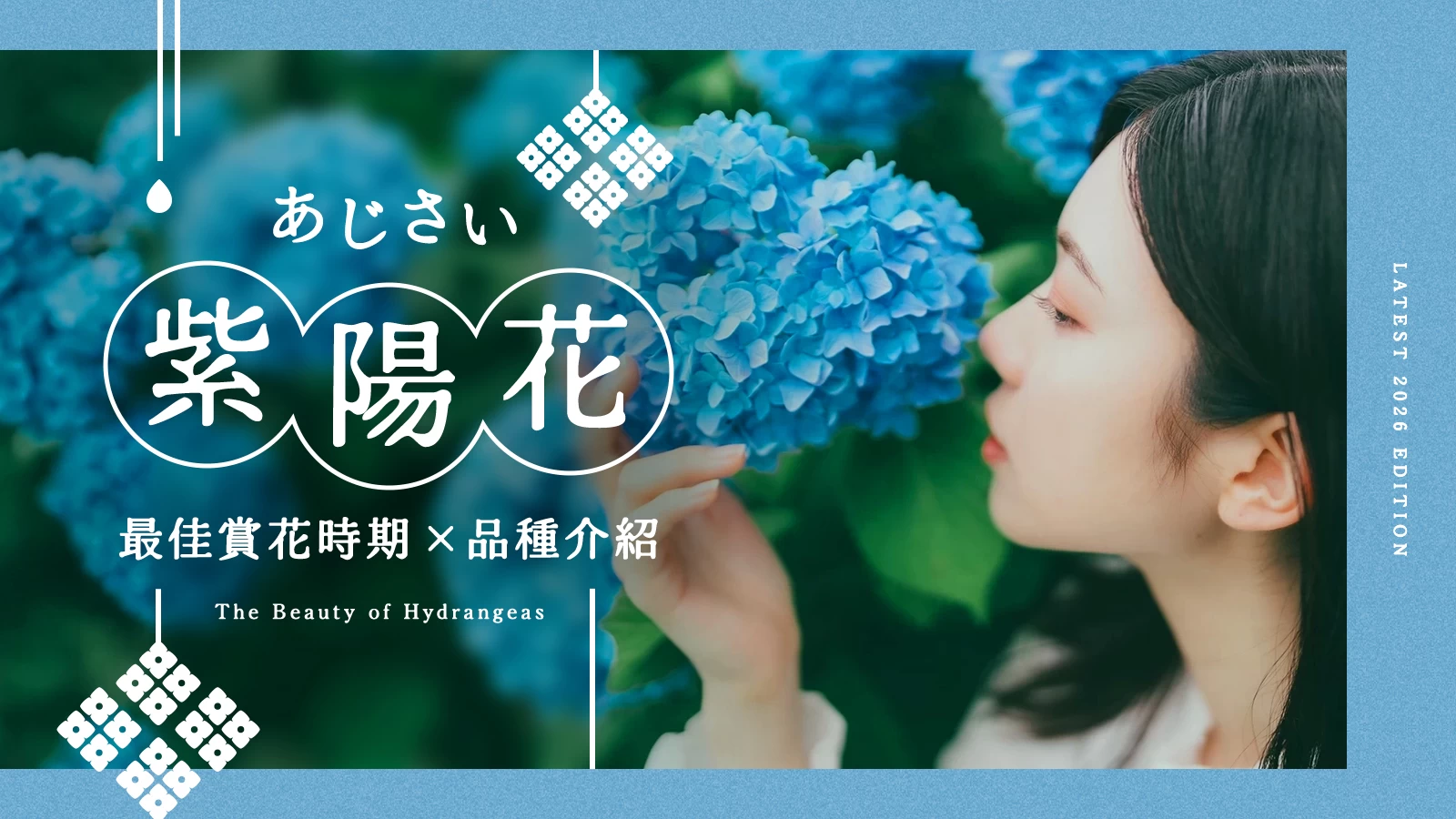 【2026年紫陽花季】初夏最美風景登場！繡球花最佳觀賞期、花語與人氣品種完整解析